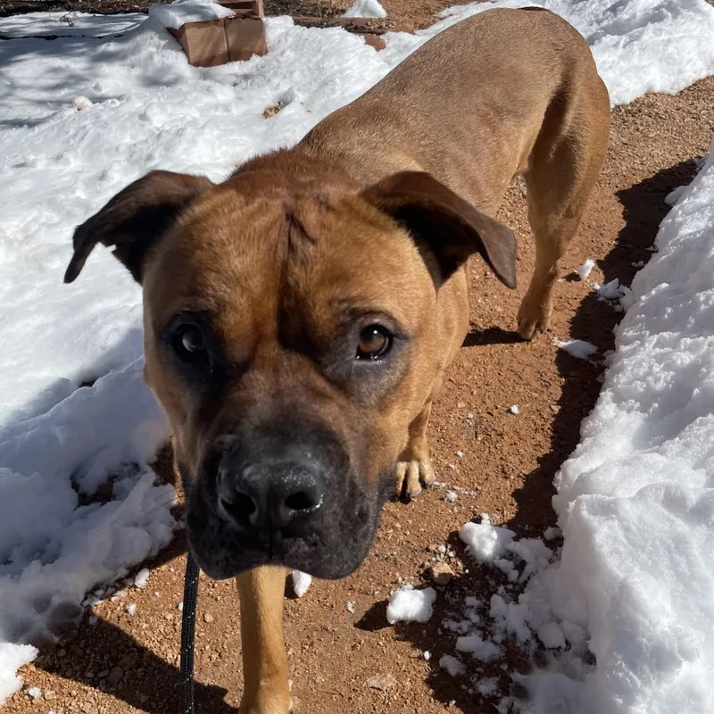 Rockhopper thumbnail 3