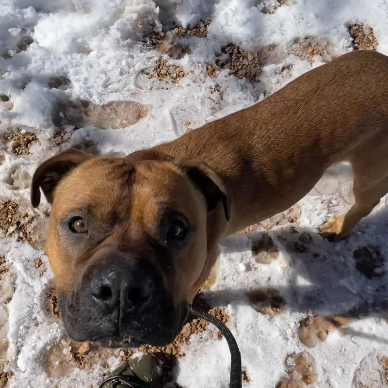 Rockhopper thumbnail 4