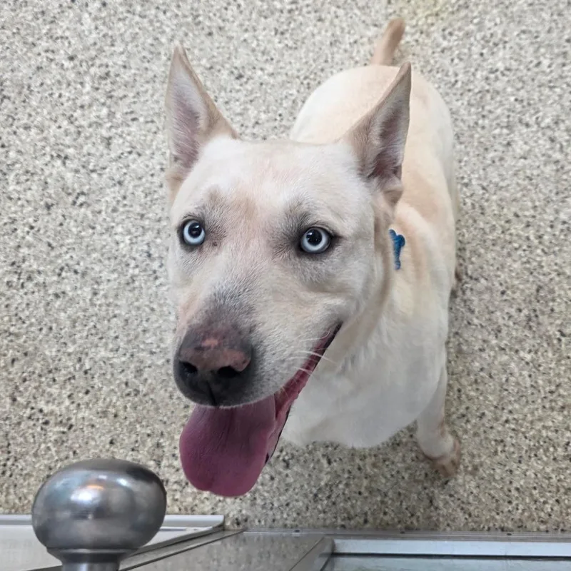 Jean Clawed thumbnail 2