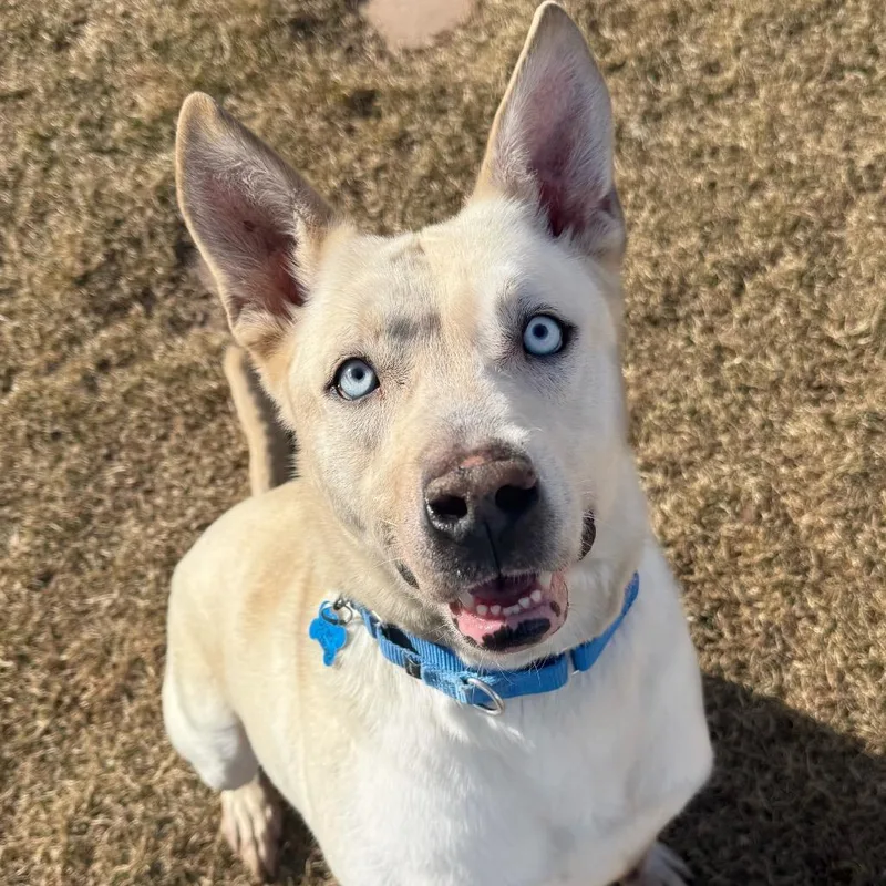 Jean Clawed thumbnail 3