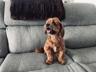 Sugar & Munchkin thumbnail 2