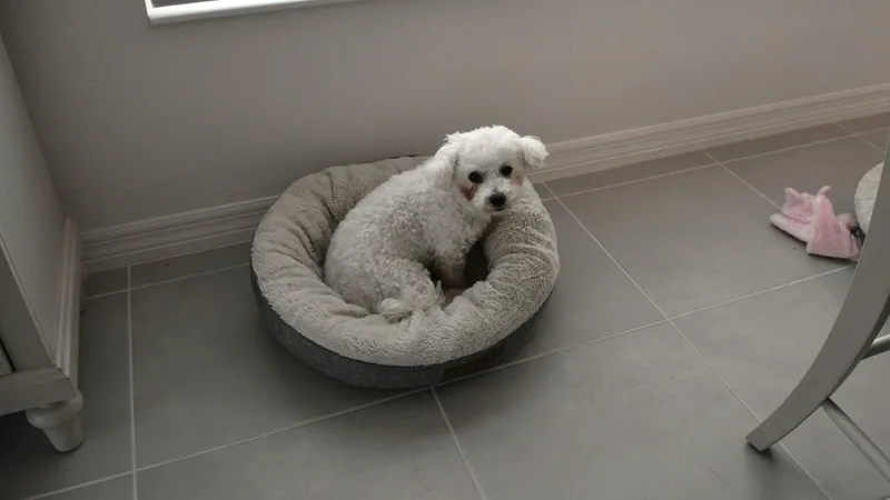 Sugar & Munchkin thumbnail 3