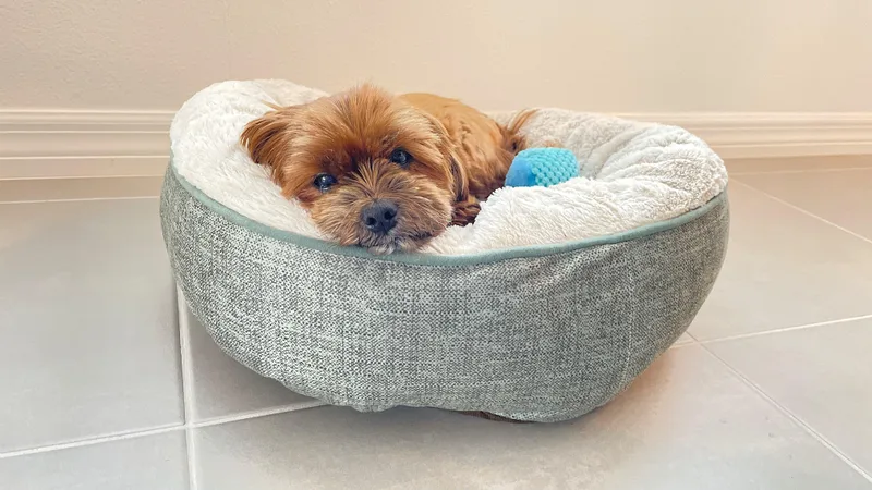 Sugar & Munchkin thumbnail 5