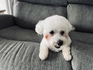 Sugar & Munchkin thumbnail 6