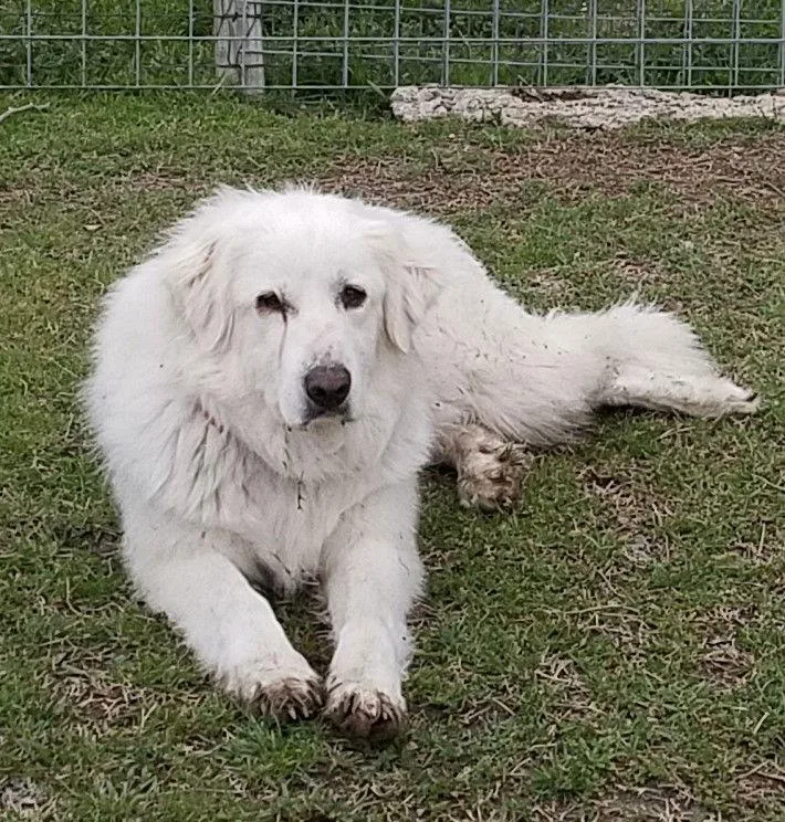 Candy Cane thumbnail 2