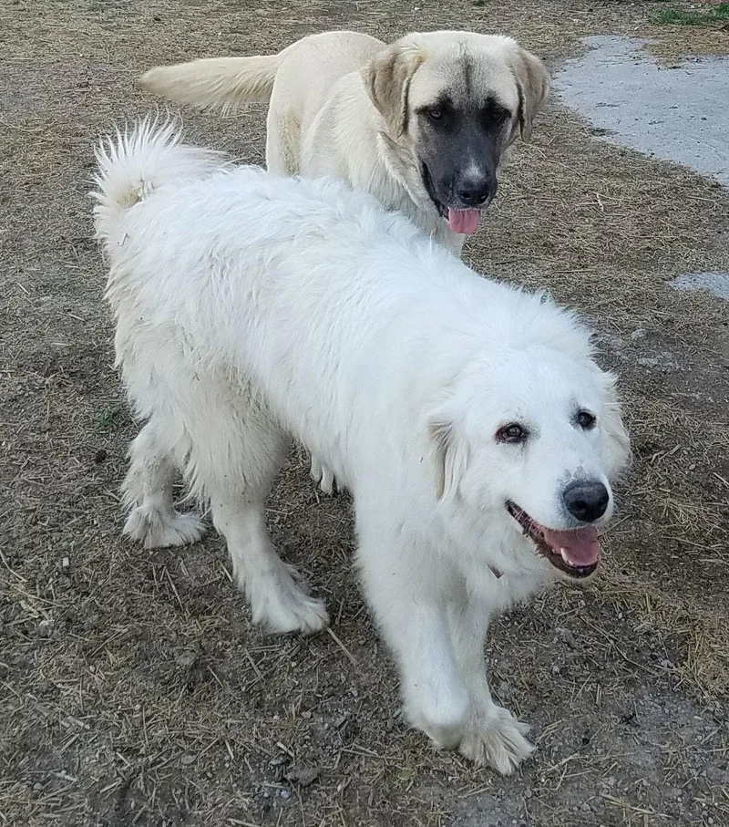 Candy Cane thumbnail 3