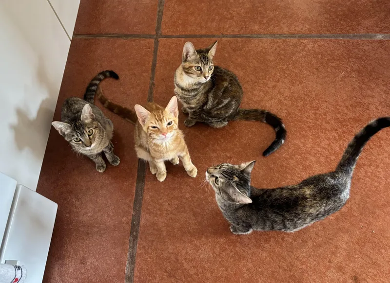 Marigold thumbnail 3