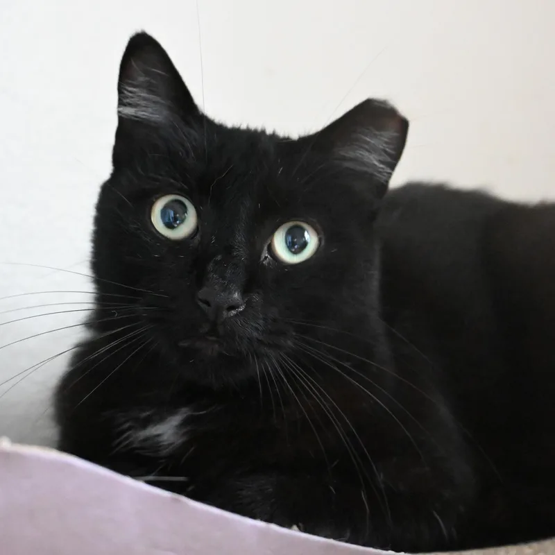 Knightknight thumbnail 2