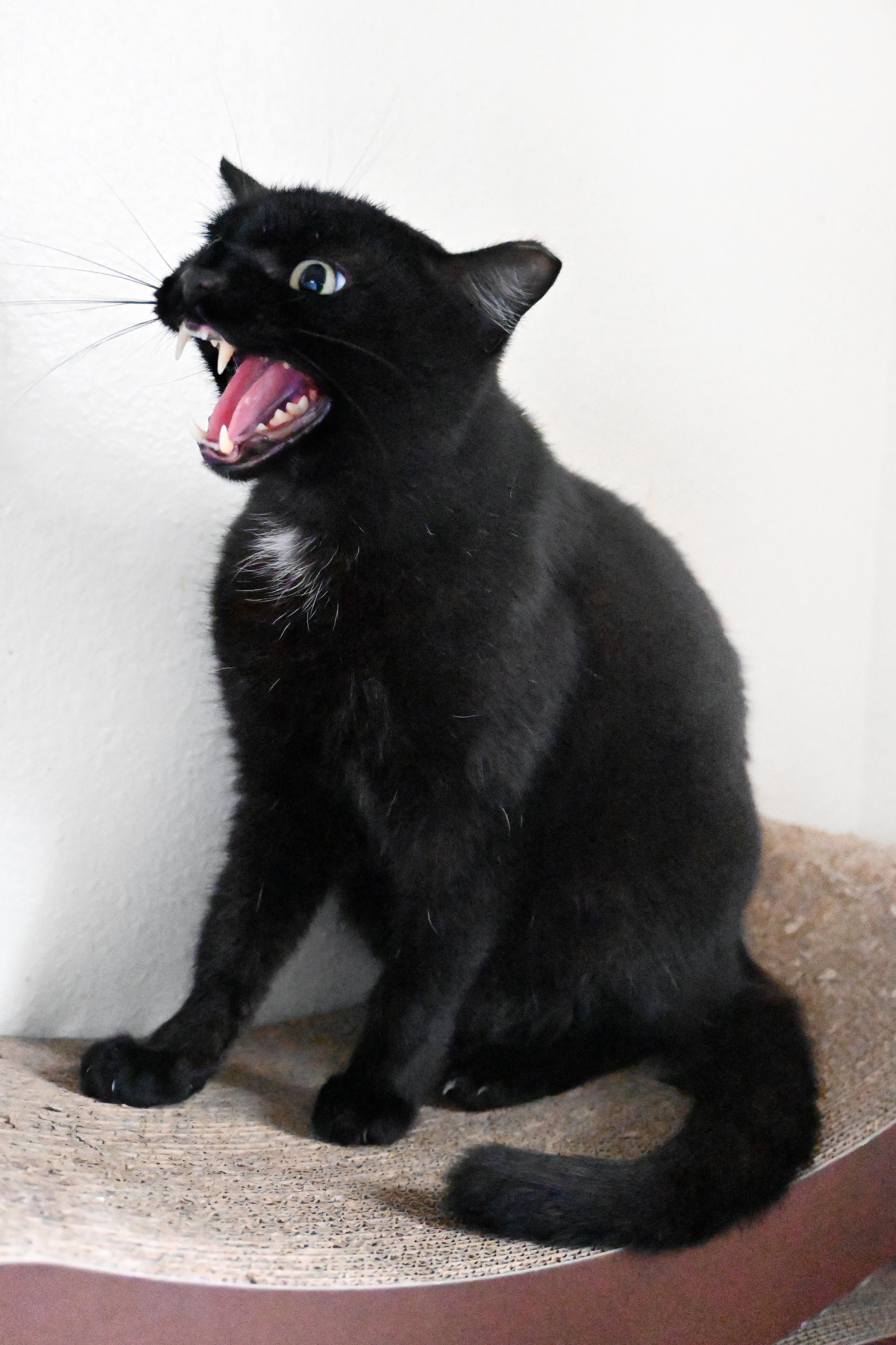 Knightknight thumbnail 3