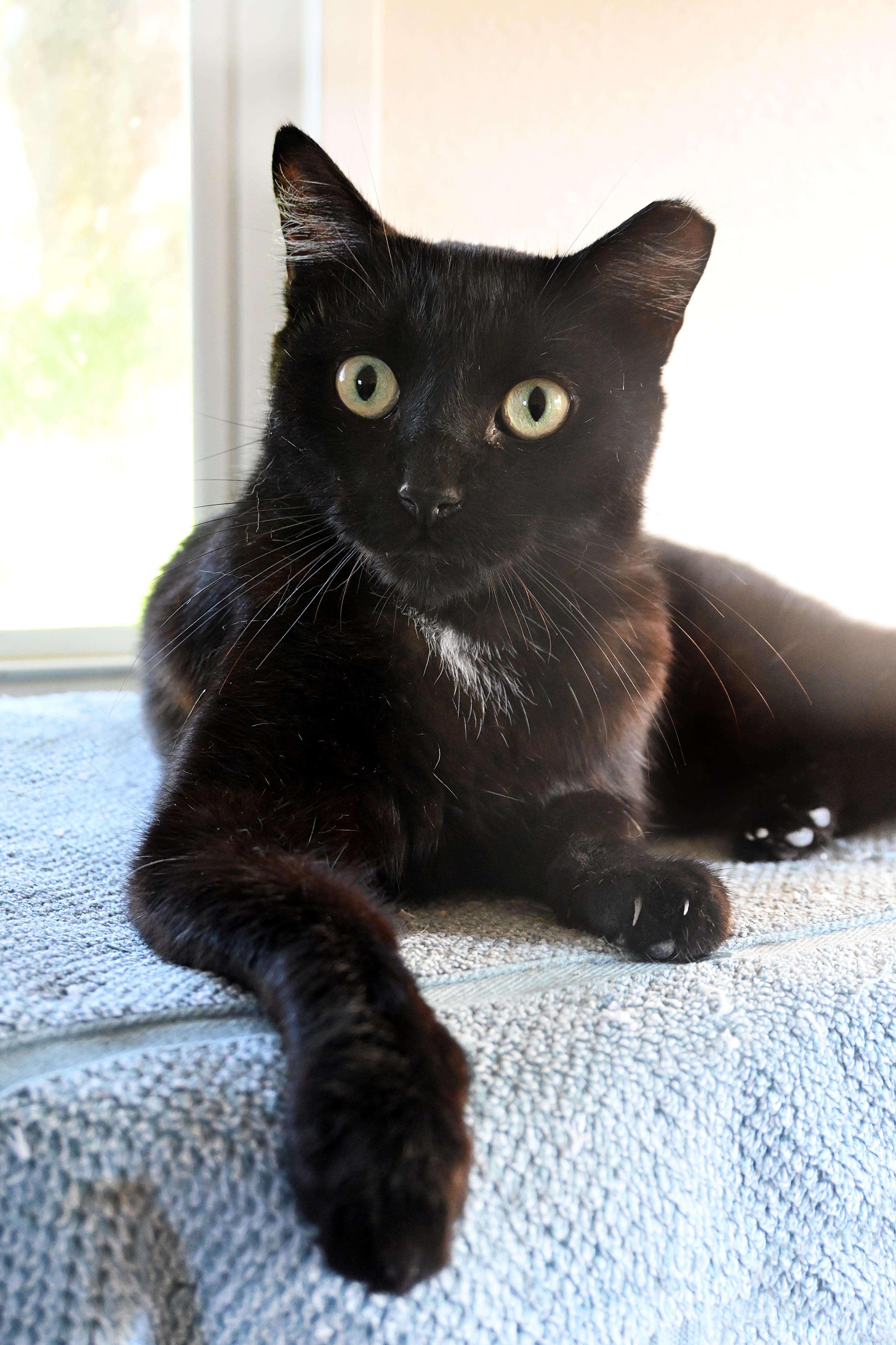 Knightknight thumbnail 4