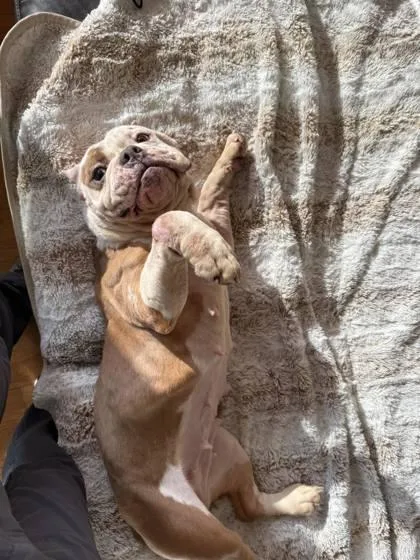 Lavender Hope thumbnail 2