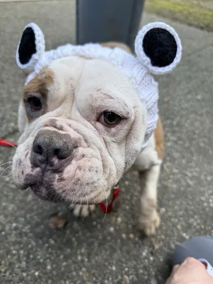 Lavender Hope thumbnail 3