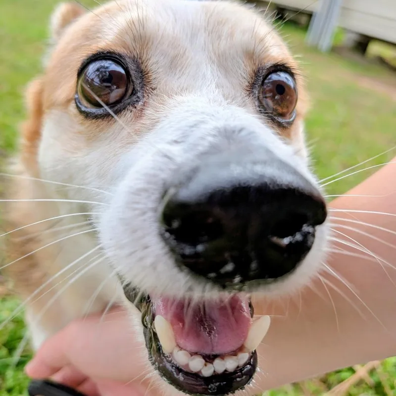 Luna Crumb thumbnail 3