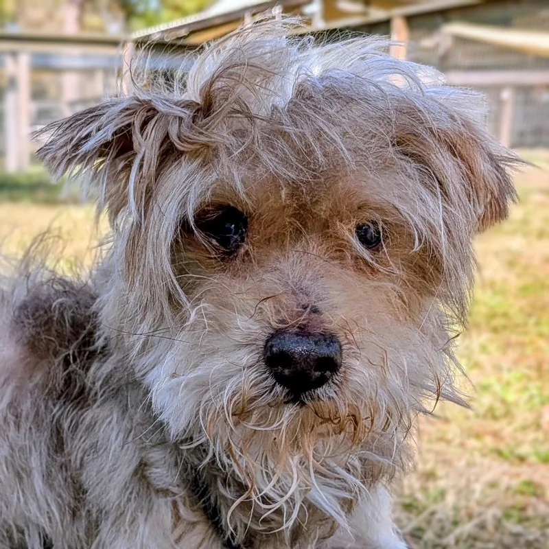 Irving Bailiff thumbnail 2