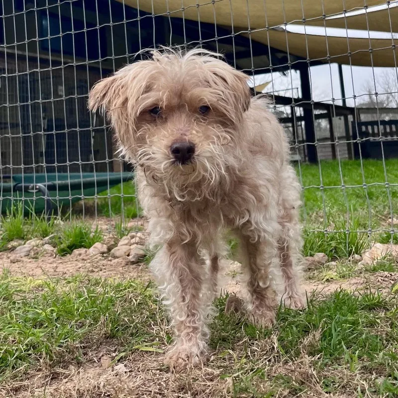 Irving Bailiff thumbnail 3