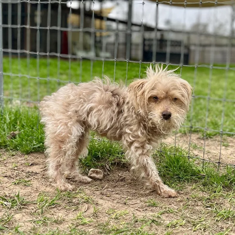 Irving Bailiff thumbnail 4