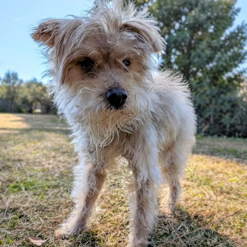 Irving Bailiff thumbnail 5