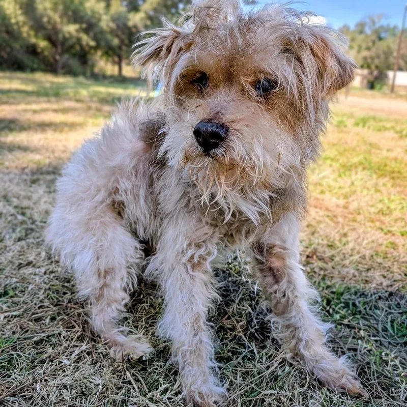 Irving Bailiff thumbnail 6