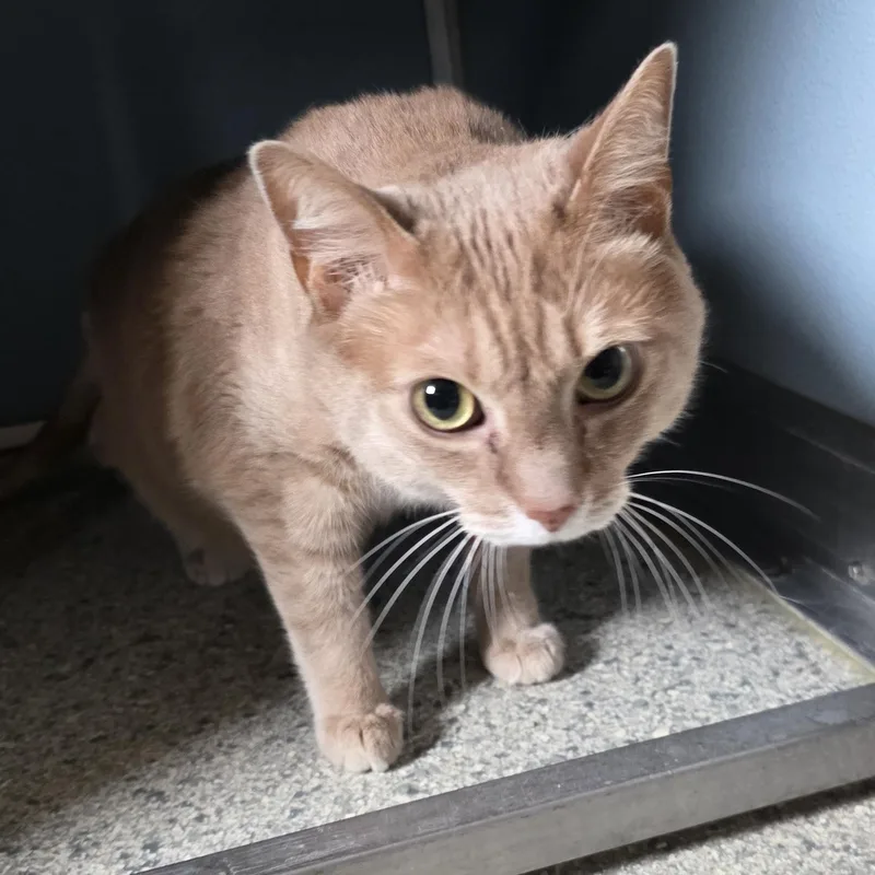 Macaroni thumbnail 2