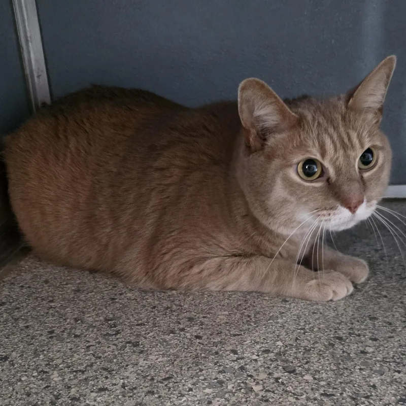 Macaroni thumbnail 3