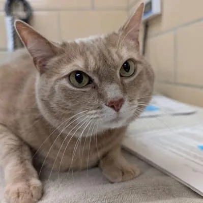 Macaroni thumbnail 4