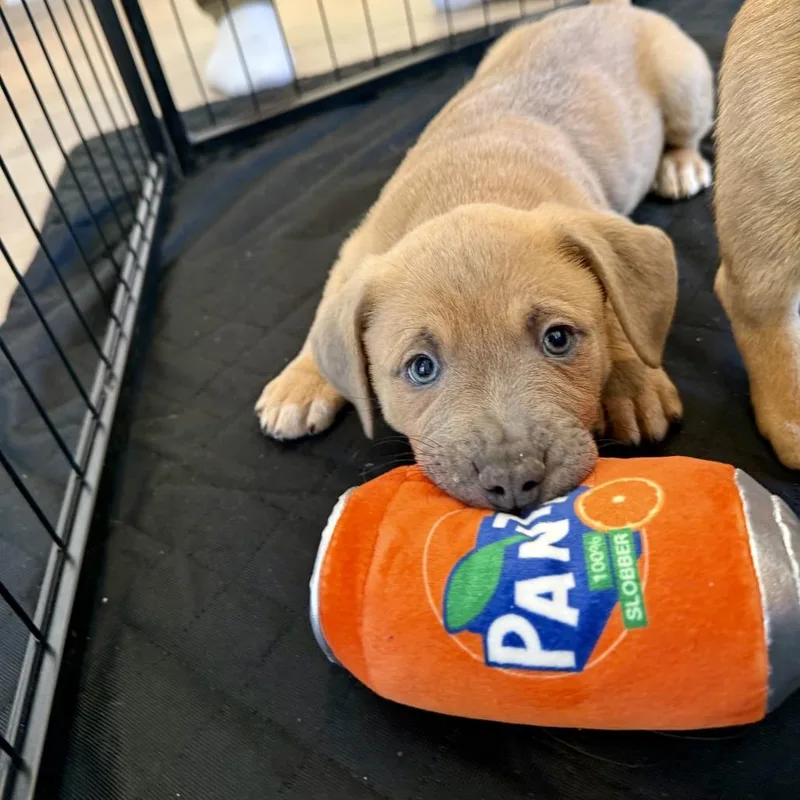 Jinx Monsoon thumbnail 5