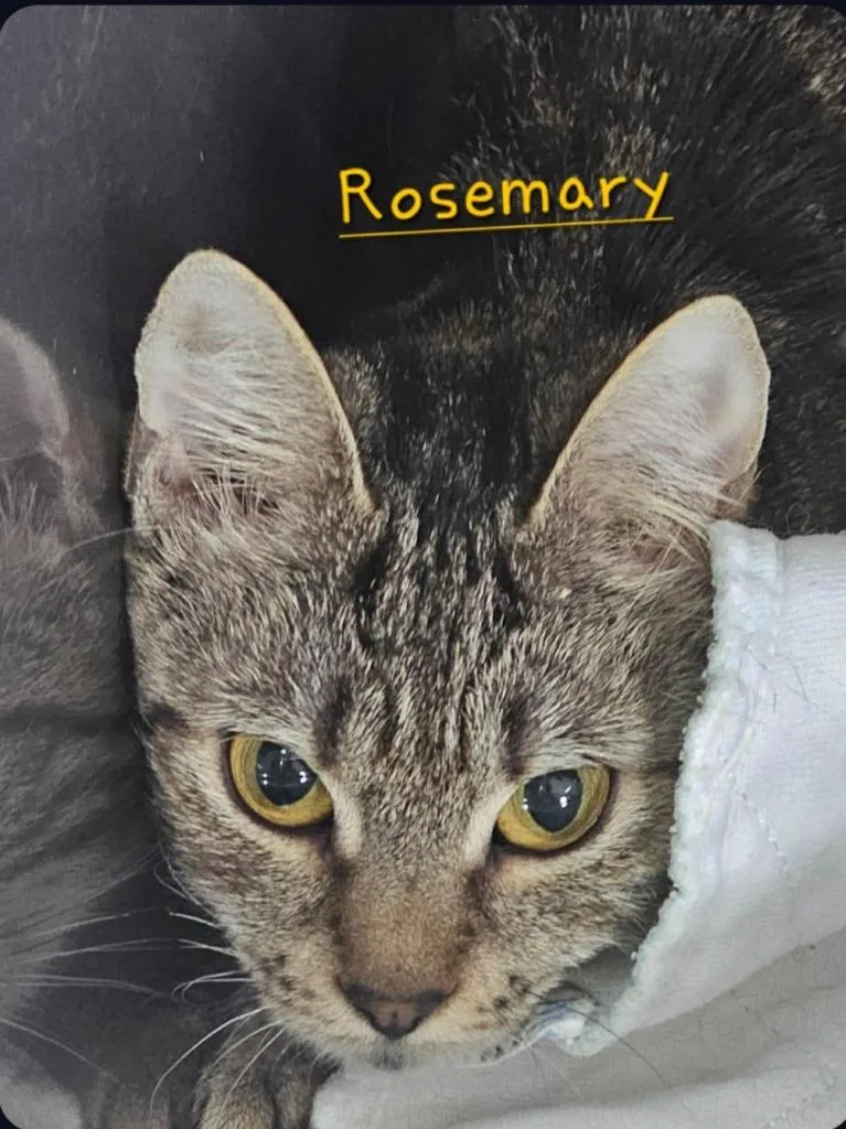 Rosemary
