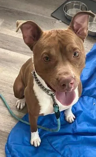 Louis Aka Lazy Lovable thumbnail 4