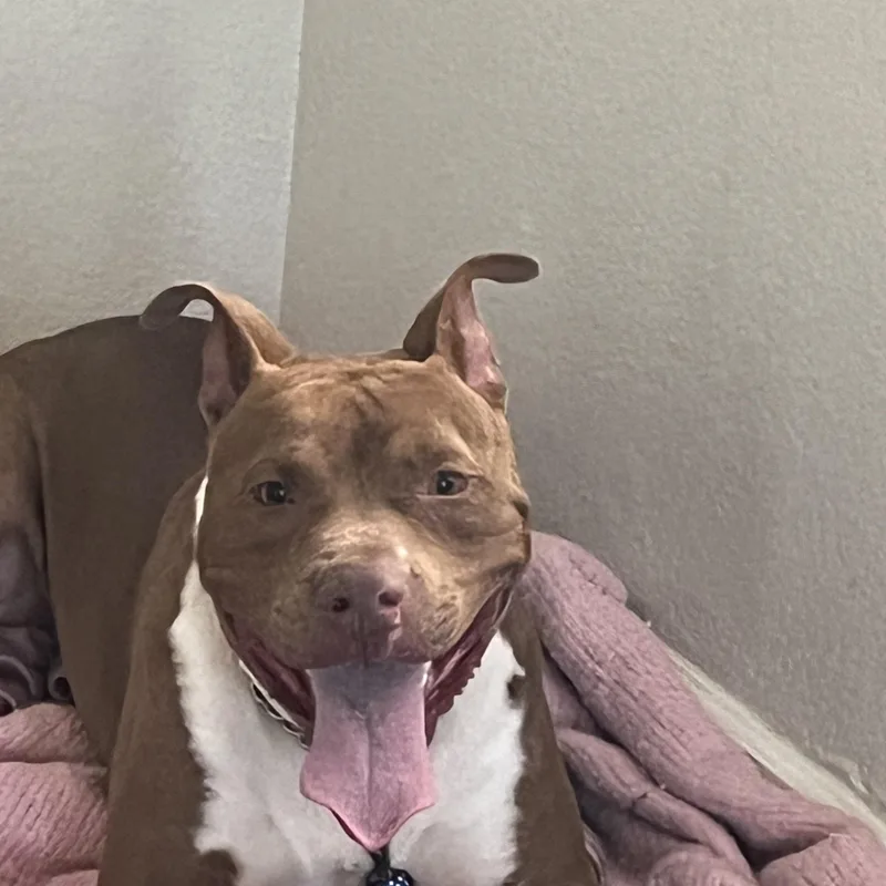 Louis Aka Lazy Lovable thumbnail 5