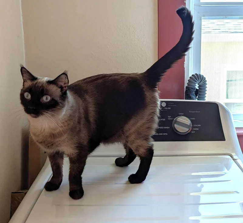 Honolulu thumbnail 2