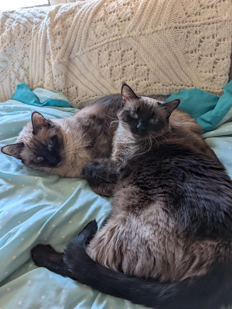 Honolulu thumbnail 3