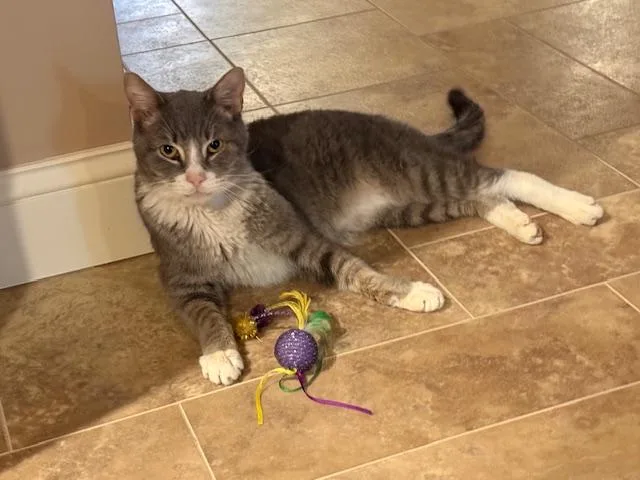 Drumstick thumbnail 2