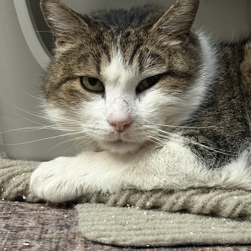 Drumstick thumbnail 3