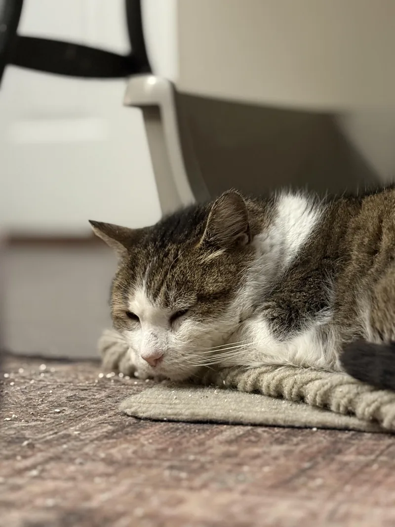 Drumstick thumbnail 4