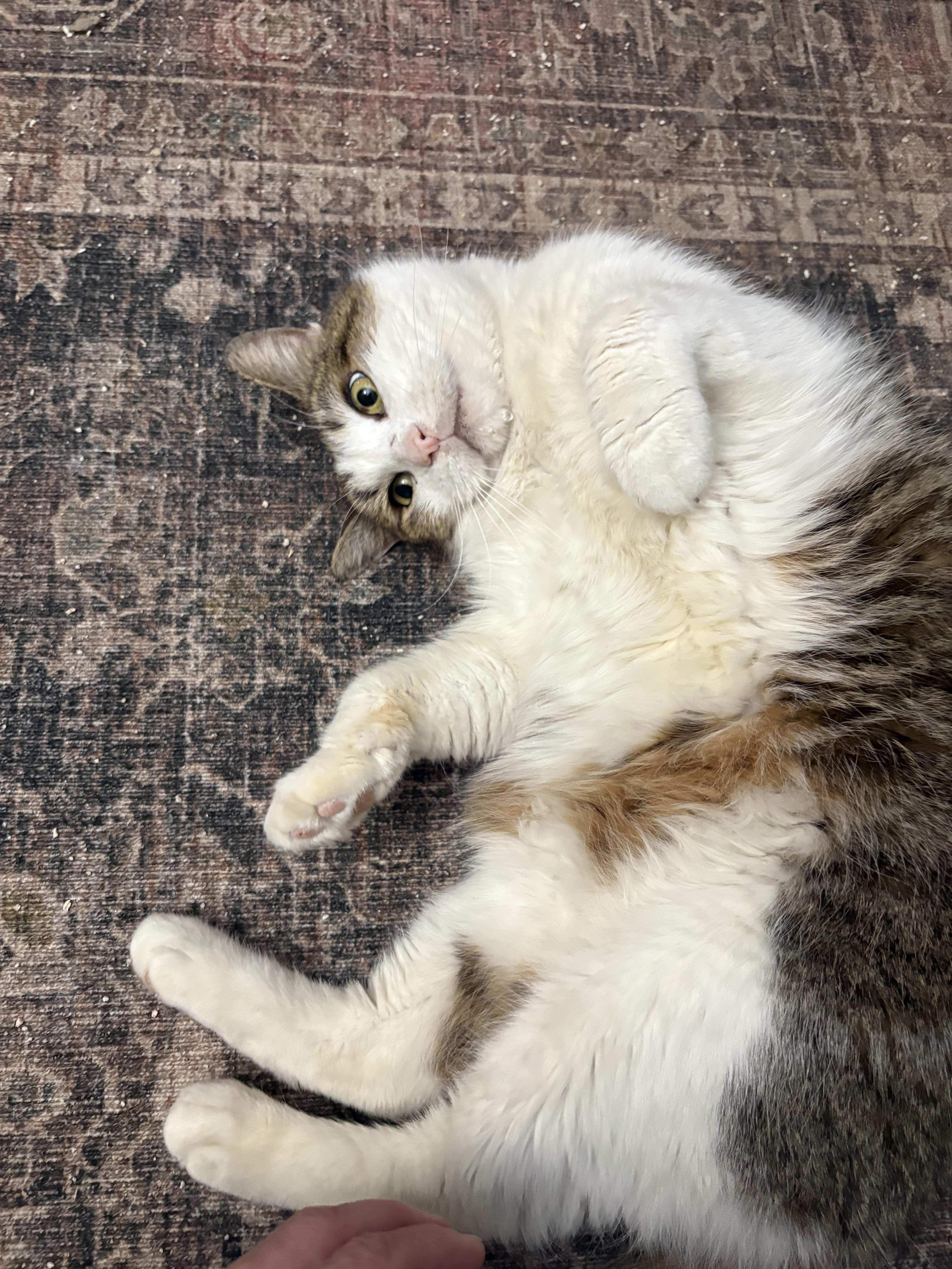 Drumstick thumbnail 5