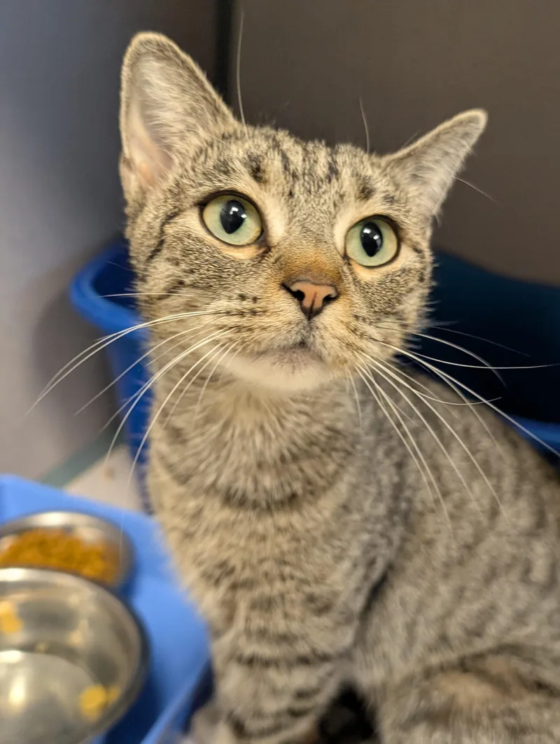 Lysandra @ Petsmart Near thumbnail 2