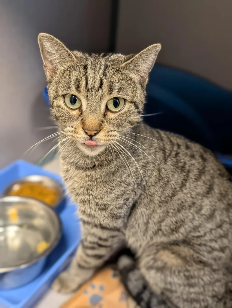 Lysandra @ Petsmart Near