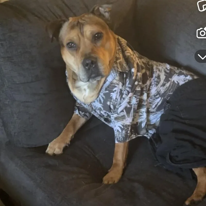 Chipotle Fka Choppo thumbnail 2