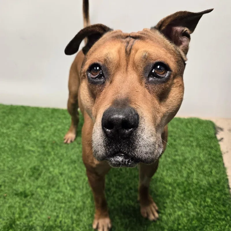 Chipotle Fka Choppo thumbnail 3