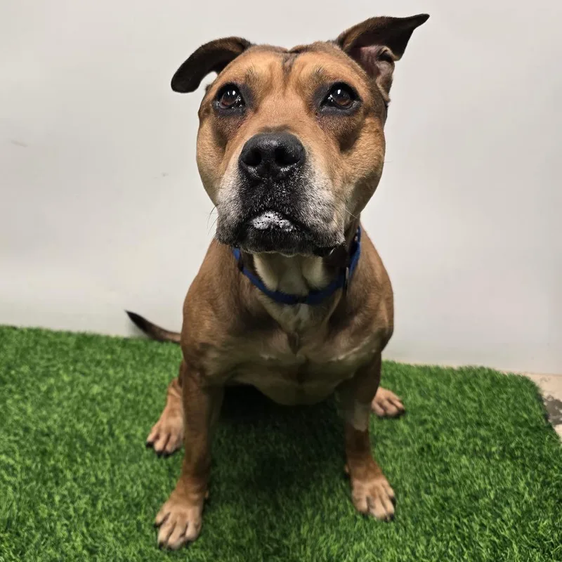 Chipotle Fka Choppo thumbnail 4