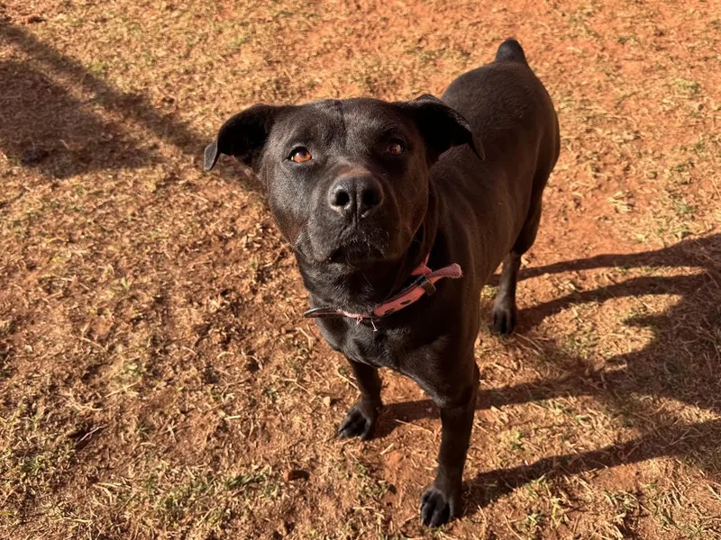An adult medium-sized female Black Mixed Breed dog named Daisy for adoption in Chickasha, OK