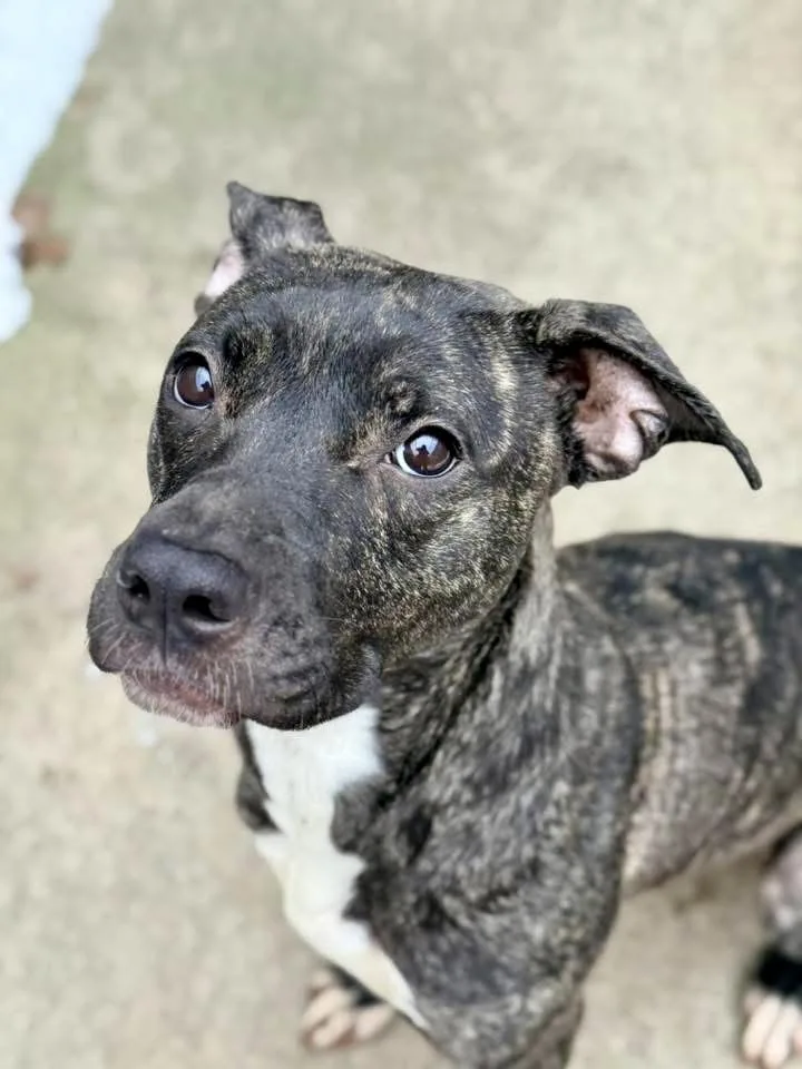 Frangelica thumbnail 2