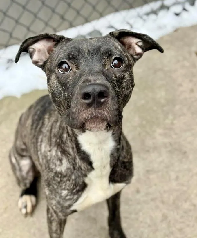 Frangelica thumbnail 3