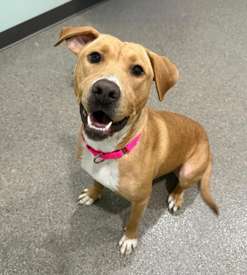 Molly Currently Enrolled In