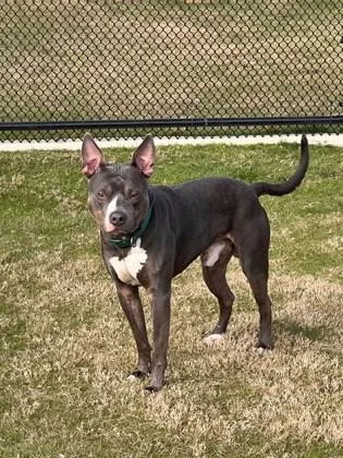 Charlie Brown thumbnail 2