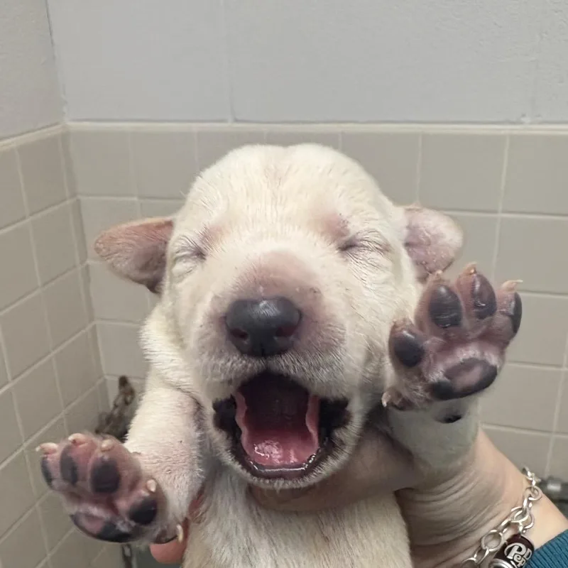 Spearmint thumbnail 2