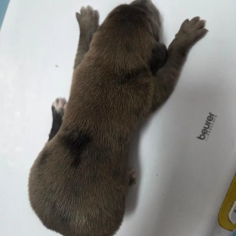 Mint Chip thumbnail 2