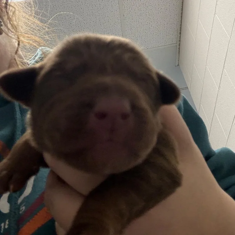 Peppermint thumbnail 2