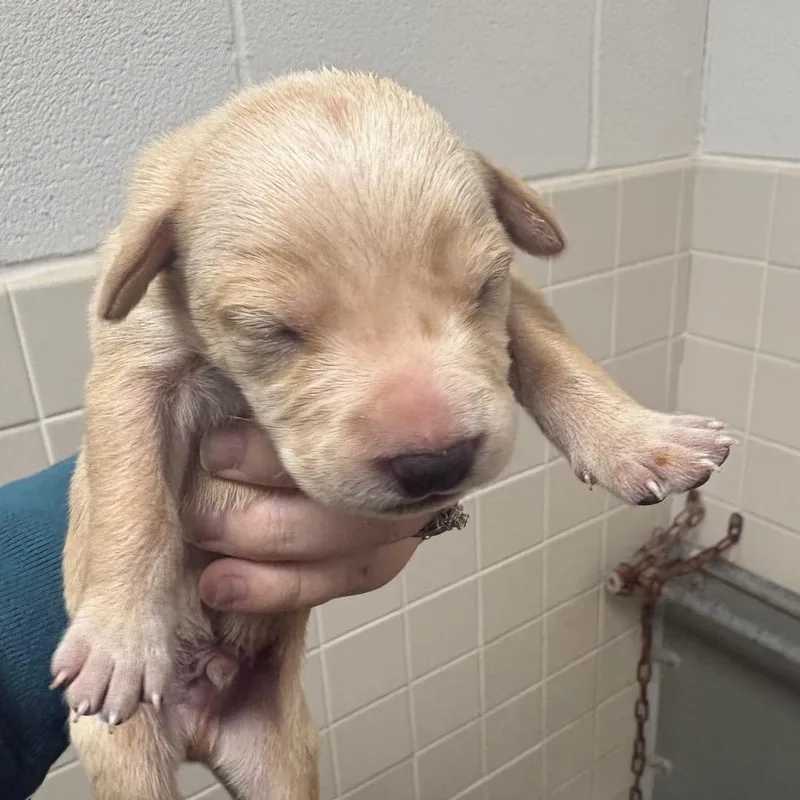 Sweetmint thumbnail 2