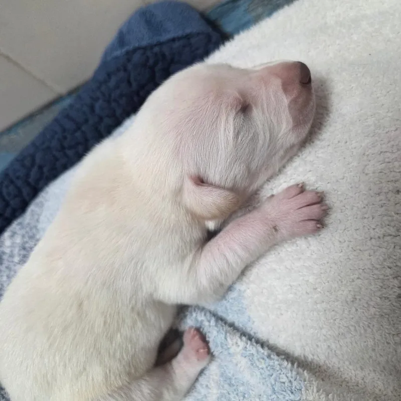 Wintermint thumbnail 2